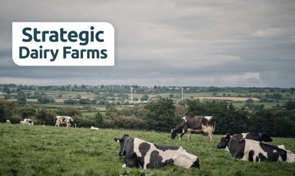 Cows lying and grazing in a green field with “Strategic Dairy Farms” text overlay. 